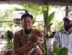 Kunjungi Komunitas Pecinta Bonsai Kelapa Paliko, Wawako Erwin Yunaz: Sebuah Hobi Yang Unik dan Menarik