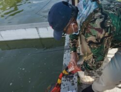 Wawako Buka Lomba Mancing Forkopimda, Sekretris daerah Kota Payakumbuh Pertama Dapat Ikan Pita