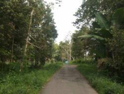 Masyarakat Koto Baru Kecamatan Sungai Tarab Tanah Datar Dambakan Jalan Aspal Terkelupas Ditambal Kembali