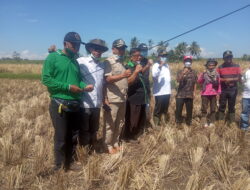 Panen Perdana Pemakaian Eco Farming Dihadiri Kadis Pertanian Sumbar dan Anggota DPRD Sumbar