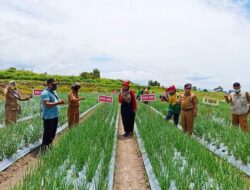 Tanaman Bawang Merah Varietas Sumbu Marapi Dinyatakan Terdaftar Sebagai Varietas Lokal