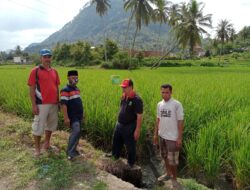 Wali Nagari Padang Ganting Mendampingi Tim Ahli KESTI Sumatera Barat meninjau Pemakaian Pupuk Eco Farming