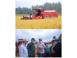 Panen Padi Kelompok Tani Sawah Pauah Rambatan, Dihadiri Wakil Gubernur Sumatera Barat