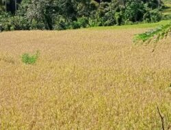 Luar Biasa Pemakaian Pupuk Organik Super Eco Farming di Padang Datar Pagaruyung