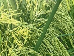 Pupuk Cair﻿ Eco Farming Mantap di Tanah Datar