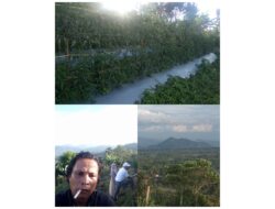 Puncak Bukik Sikumpa Koto Rantang Tanjung Baru Yang Subur Punya Keindahan