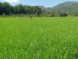 Terbukti Penggunaan Pupuk Organik Super Eco Farming di Batang Botuang Nagari Koto Tangah