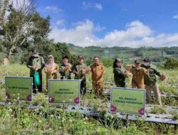 Panen Perdana Bawang di Pandai Sikek Dihadiri Gubernur dan Bupati Tanah Datar