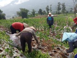 Aciak Petani Lereng Merapi X Koto Tertarik Memakai Pupuk Organik Super Eco Farming
