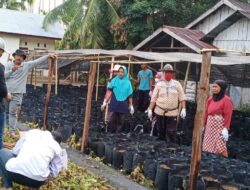 Program  Unggulan Desa Pintu Gobang Kari Melakukan Kegiatan Pembibitan Sawit