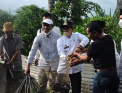 Pokdakan  Barokiah Dan Pokdakan Tobek Godang Panen Perdana Ikan Dihadiri Bupati