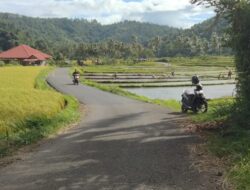 Piyai Jorong Piliang Alternatif Urat Nadi Ladang Laweh