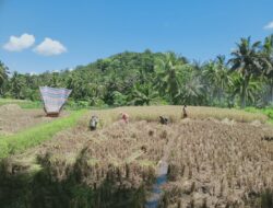 Panen Perdana Padi Memakai Pupuk Eco Farming Untuk Kecamatan Rambatan
