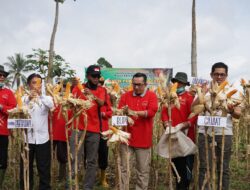 Bupati Tanah Datar Turut Panen Jagung Bersama Poktan Purna Bhakti di Rambatan