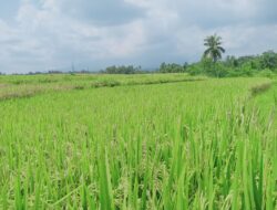 M.Shadiq Pasadigoe Membuktikan Kemanjuran Pupuk Organik Super Eco Farming
