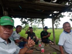 Mantan Anggota DPRD Darmasraya  Mencoba Pupuk Organik Super Eco Farming Dilahan Persawahannya