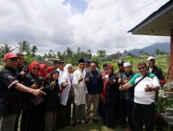 Panen Perdana Tanaman Cabe Menggunakan Pupuk Cair Organik Dihadiri Bupati Tanah Datar