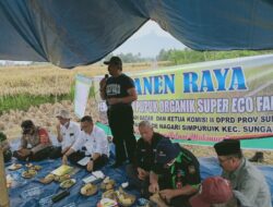Panen Perdana Padi Gunakan Eco Farming di Simpuruik Dihadiri Ketua Komisi II DPRD Sumbar dan Sekda Tanah Datar