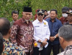 SIKAPI TURUNNYA PRODUKSI JERUK, MAHYELDI-SAFARUDDIN KOMPAK JEMPUT BOLA