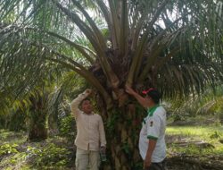 Pemakaian Pupuk Pilow Slorealase  dan Pupuk Organik Super Eco Farming, Kini Terbukti Buah Sawit Mengembirakan