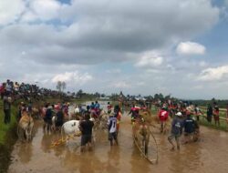 Alek Anak Nagari Pacu Jawi di Sawah Ekor Koto Ampalu Nagari Gurun Dihadiri Wabup Tanah Datar