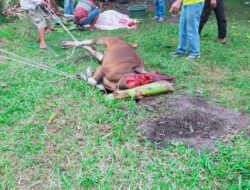 UNIKS Sembelih Hewan Qurban dan Bagikan Daging Qurban ke Warga Sekitar Kampus
