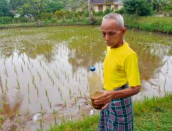 Pupuk Kimia Sulit Didapat, Bumnag Pagaruyung Cari Solusi Dengan Pengadaan Pupuk Organik Eco Farming