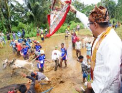 Alek Pacu Jawi di Sawah Batuang Jorong Sungai Tarab Dibuka Bupati Tanah Datar