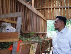 Halifah Seorang Peternakan Kambing Etawa Dikunjungi Wabup Tanah Datar