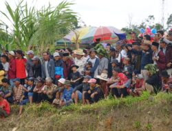 Alek Nagari Pacu Jawi Di Sawah Liek Jorong Padang Panjang Pariangan Dihadiri Bupati Tanah Datar