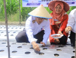 Rida Ananda Apresiasi Kelompok Tani Dukung Pengendalian Inflasi Di Payakumbuh