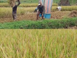 Bumnag Jaya Bersama Pagaruyung Membuktikan Pemakaian Pupuk Organik Eco Farming