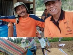 Pemakaian Pupuk Organik Eco Farming di Sawah Edison Pagaruyung Luar Biasa