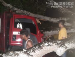 Pohon Tumbang Timpa Truk Bermuatan Gas Elpiji, Personil Polsek Singingi Lakukan Evakuasi