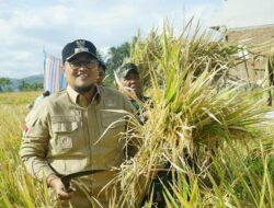 Panen Raya Padi Percontohan Pupuk Eco Farming Dari Bumnag Jaya Bersama Dihadiri Wabup Tanah Datar