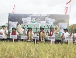 BERSAMA DIRUT PT. PETROKIMIA GRESIK, BUPATI GELAR PANEN RAYA DEMPLOT PHOSGREEN DAN ZA PLUS KOMODITI PADI NAGARI SARILAMAK