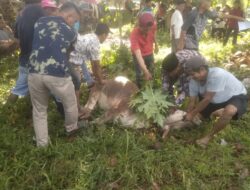 13 Ekor Sapi Kurban di Masjid Baitul Ulum Sungai Salak