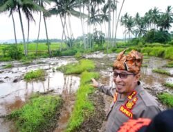 Bupati Tanah Datar Langsung Tinjau Salah Satu Lokasi Terdampak Banjir Lahan Dingin