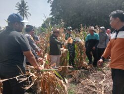 Bupati Tanah Datar Support Petani Melenial Padang Magek