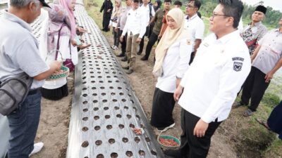 Masyarakat Nagari Cubadak Budidayakan Tanam Bawang Merah