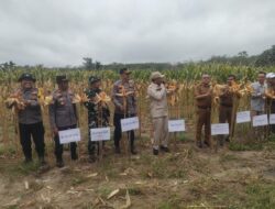 Polsek Pangean Gelar Panen Raya Jagung Pipil Bumdes Parisai Nagori Dukung Swasembada Pangan APBD 2025
