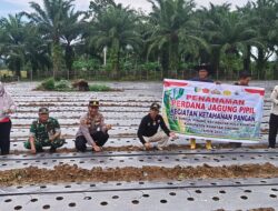 Polres Kuansing Gencarkan Penanaman Jagung Pipil di Empat Kecamatan, Dukung Asta Cita Presiden RI dan Swasembada Pangan 2025