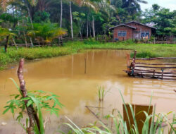Dua Belita Tenggelam Du Teluk Bayur Cerenti Di Temukan Tak Bernyawa