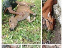 Warga Tiga Dusun Menjerit: 21 Ekor Sapi Mati Usai Kedatangan Sapi Pokir, Dinas Peternakan Dinilai Abai