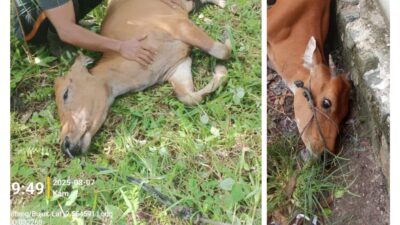 Warga Tiga Dusun Menjerit: 21 Ekor Sapi Mati Usai Kedatangan Sapi Pokir, Dinas Peternakan Dinilai Abai