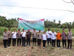 Polres Kep. Mentawai Bersama Forkopimda dan Masyarakat Gelar Penanaman Jagung Serentak Kuartal IV, Peresmian Gudang Ketahanan Pangan Polri