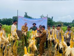 Panen Jagung di Dusun Sirokdak, Kapolsek Siberut Polres Kep Mentawai : Sinergi dalam Mendukung Swasembada Pangan
