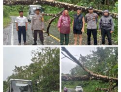 Gerak Cepat Polsek Sipora Polres Kepulauan Mentawai Tangani Pohon Tumbang di Perbatasan Desa Rokot dan Desa Matobek