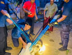 Evakuasi Ular di Rumah Warga Sitorajo Kari Berlangsung Aman