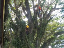 PLN Tuapejat Perbaiki Jaringan Demi Dukung Pemasangan Mesin PLTD